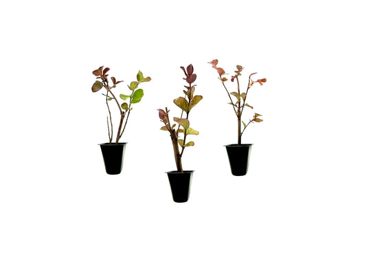 Crape Myrtle Dynamite Red | Live Plants | Vivid Red Blooms & Hardy Growth, Live Plant, Ornamental Shrub for Striking Garden Display