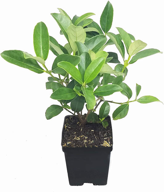 Sweet Viburnum | Large 4 Inch Pots | Viburnum Odorotissimum | Live Plants | Fast Growing Privacy Hedge, Shrub, Privacy Screen