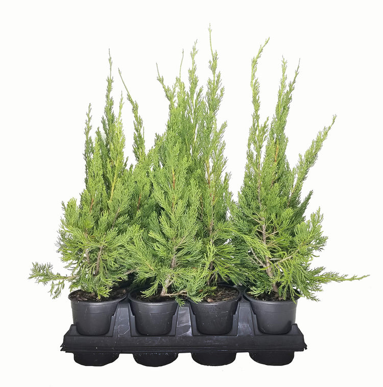 Hollywood Juniper | Juniperus Chinensis Torulosa | Live Quart Size Tree | Drought Tolerant Cold Hardy Evergreen Plant