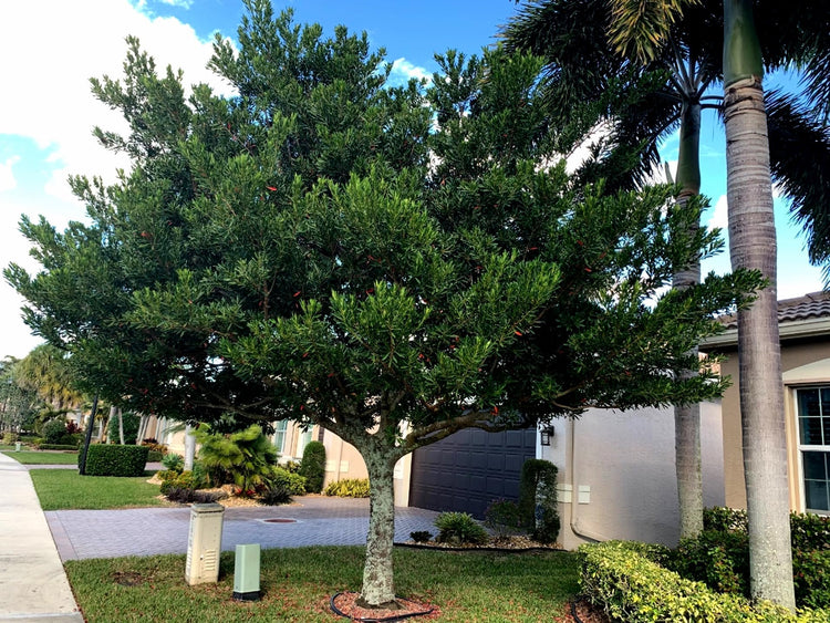 Japanese Blueberry Elaeocarpus | Extra Large 3 Gallon Plant | Elaeocarpus decipiens | Evergreen Beauty | Landscape Favorite