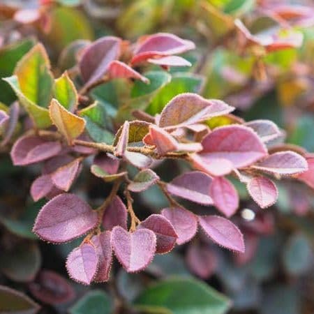 Loropetalum Daruma Compact Ruby I Live Plants I Chinese Fringe Flower I Vibrant Red Foliage and Pink Flowers, Low|Maintenance, Compact Shrub for Borders and Containers