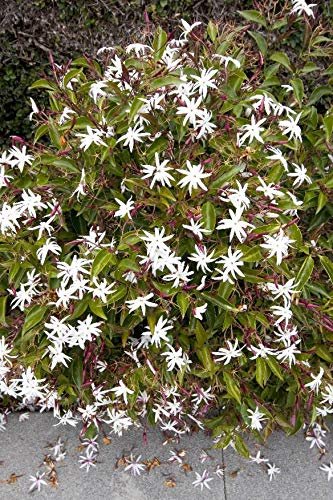 Star Jasmine | Live Plants | Jasminum Nitidum | Fragrant Blooming Evergreen Vine