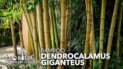 Dendrocalamus Giganteus Bamboo | Large Gallon Size Plants | Fast|Growing Privacy Screen | Giant Live Outdoor Greenery | Sustainable Garden Solution