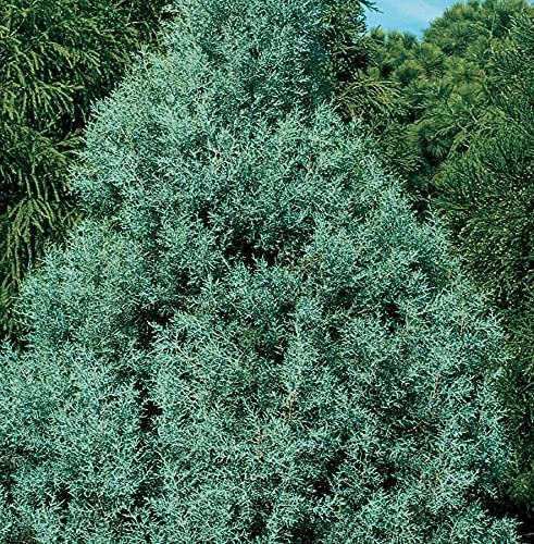 Carolina Sapphire Cypress Tree | Large Gallon Size Plant | Beautiful Evergreen Low Maintenance Cold Hardy Privacy Screen