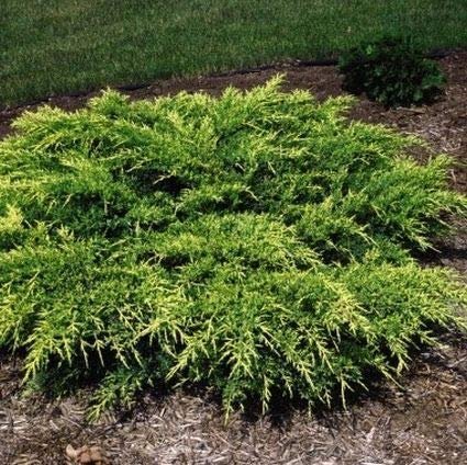 Old Gold Juniper | Live Plants | Juniperus Chinensis | Drought Tolerant Cold Hardy Evergreen Ground Cover