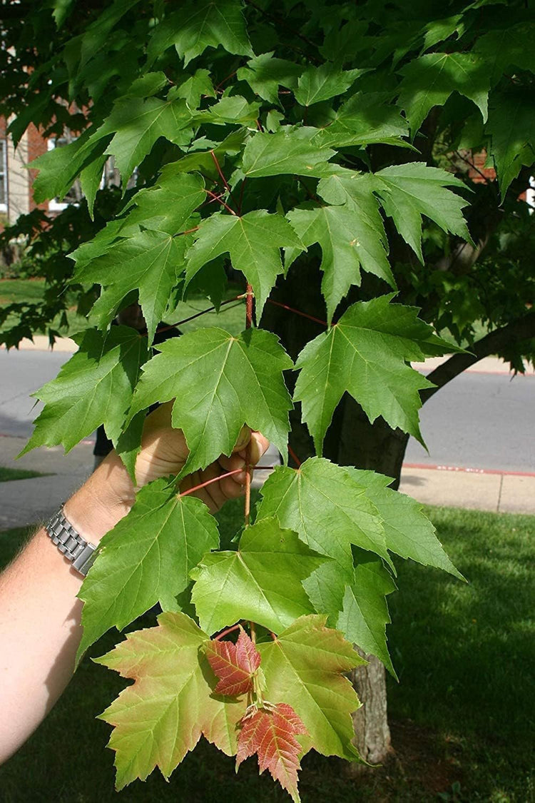 Red Maple Tree | Live Trees | Acer rubrum | Native American Beauty Fast|Growing Shade Tree | Fall Foliage Wildlife|Friendly Habitat