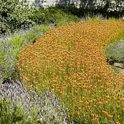 Bulbine Frutescens Hallmark Orange | Live Plants | Butterfly Attracting Flowering Groundcover