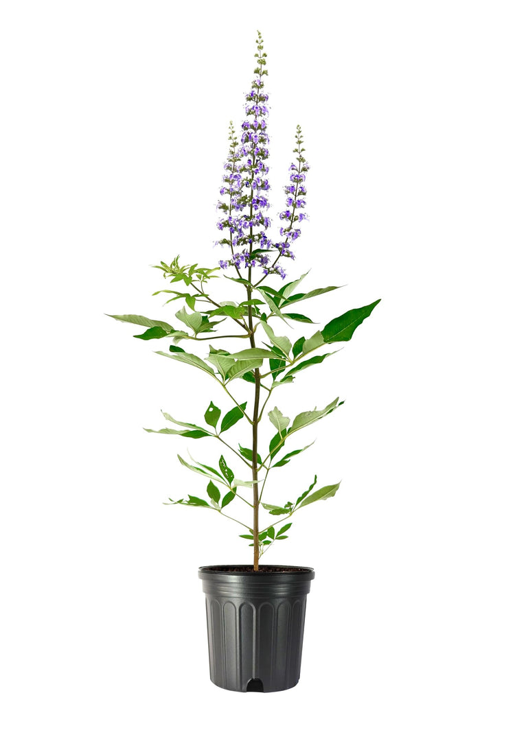 Chaste Tree | Large Gallon Size Pots | Vitex Agnus|Castus | Flowering Ornamental Shrub | Drought|Tolerant Garden Plants