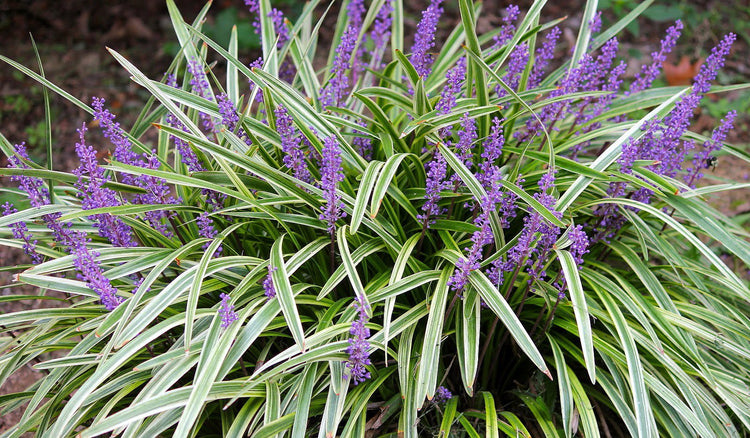Variegated Liriope Muscari 'Silvery Sunproof' | Live Plants | Blooming Evergreen Groundcover
