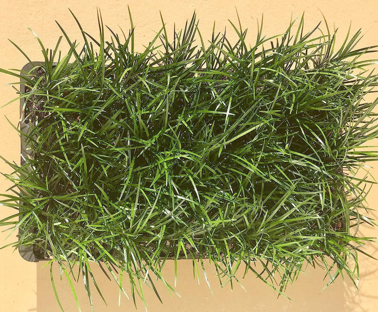 Mondo Grass | Live Plants | Ophiopogon Japonicus | Shade Loving Evergreen Groundcover Plants
