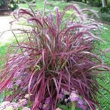 Red Fountain Grass I Large Gallon Size Plant I Pennisetum Setaceum Rubrum I Live Premium Quality, Ornamental Perennial Grass for Eye|Catching Landscaping, Gardens