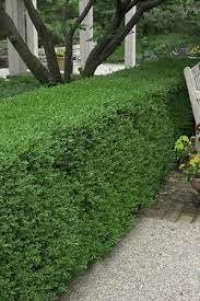 Wintergreen Boxwood | Extra Large 3 Gallon Plant | Dense, Evergreen Shrub, Ideal for Decorative Hedges, Topiary Art & Landscape Borders, Cold Hardy & Drought Tolerant