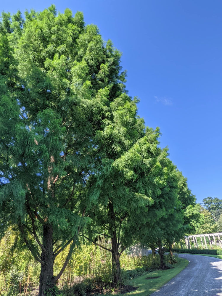Bald Cypress | Live Trees | Taxodium Distichum | Fast Growing Shade Tree Wet Tolerant
