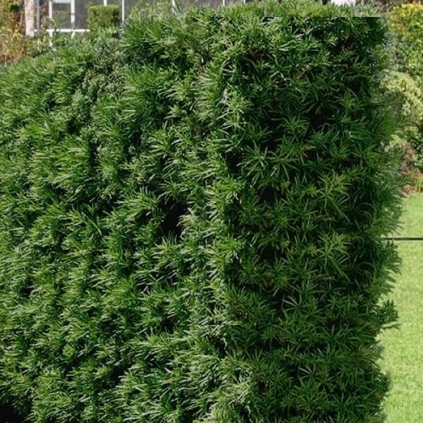 Podocarpus Macrophyllus I Large Gallon Size Plants I Japanese Yew I Live Evergreen Yew Pine | Perfect for Landscaping and Privacy Screens