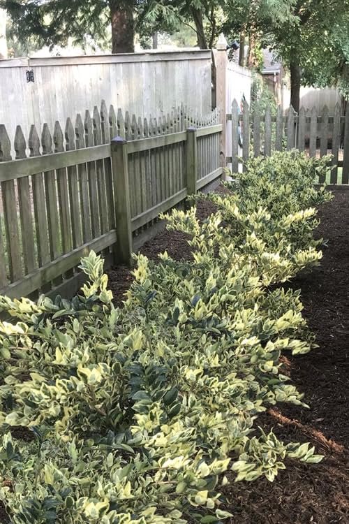 Ligustrum Japonicum Jack Frost Privet | Large Gallon Size Plants I Live Variegated, Fast|Growing, Evergreen Shrub for Stunning Ornamental Landscaping, Ideal for Privacy Hedges