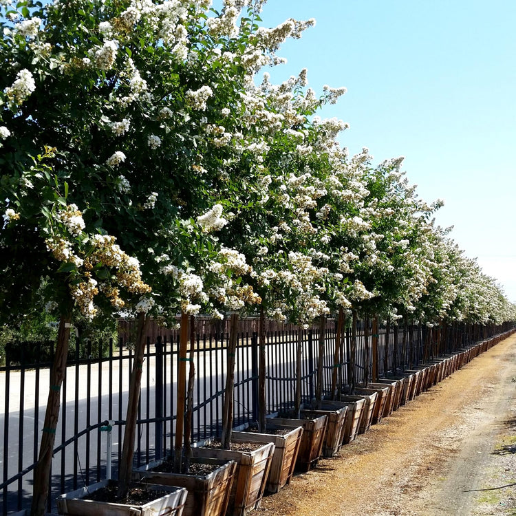 Crape Myrtle Natchez | Extra Large 3 Gallon Plants | Lagerstroemia Indica | Beautiful Low Maintenance White Blooming Flowering Tree