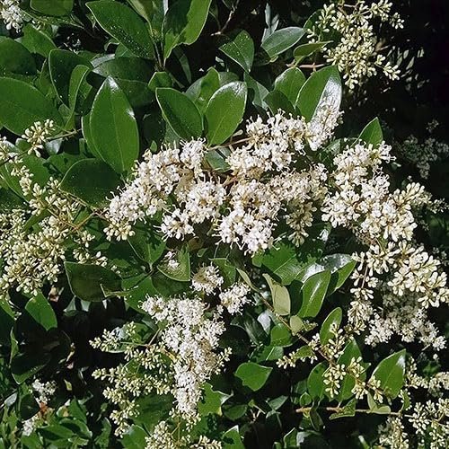 Ligustrum Recurvifolia | Extra Large 3 Gallon Plants | Ligustrum sinense 'Recurvifolium' | Lush Green Privacy Hedge | Ideal for Landscaping | Vibrant Garden Shrub
