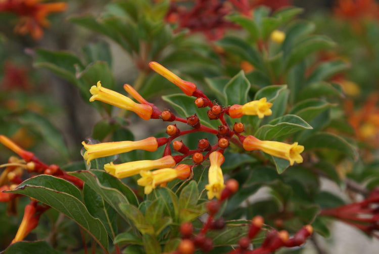 Firebush Firefly I Live Plants I Dwarf Hamelia Patens I Brilliant Red Blooms, Compact Size, Heat and Drought|Resistant, Ideal for Patios and Small Gardens