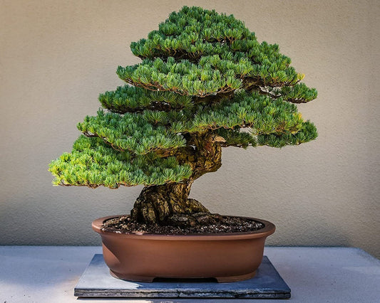 Shimpaku Juniper | Live 4 Inch Pot | Pre|Bonsai Juniperus Chinensis Plants | Symbol of Harmony Balance Meditation and Peace