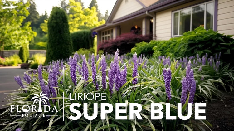 Super Blue Lilyturf | Liriope Muscari | Live 4 Inch Pots | Drought Tolerant Low Maintenance Groundcover Plants