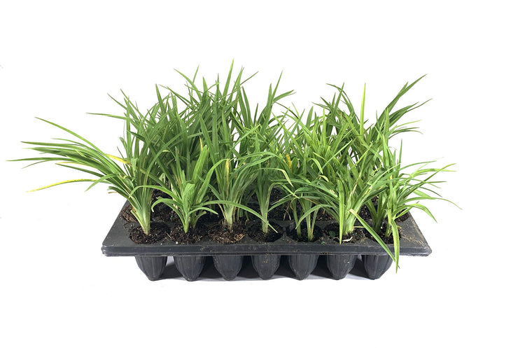 Daylily 'Aztec Gold' | 30 Live Plants | Hemerocallis Blooming Ground Cover Ornamental Foliage