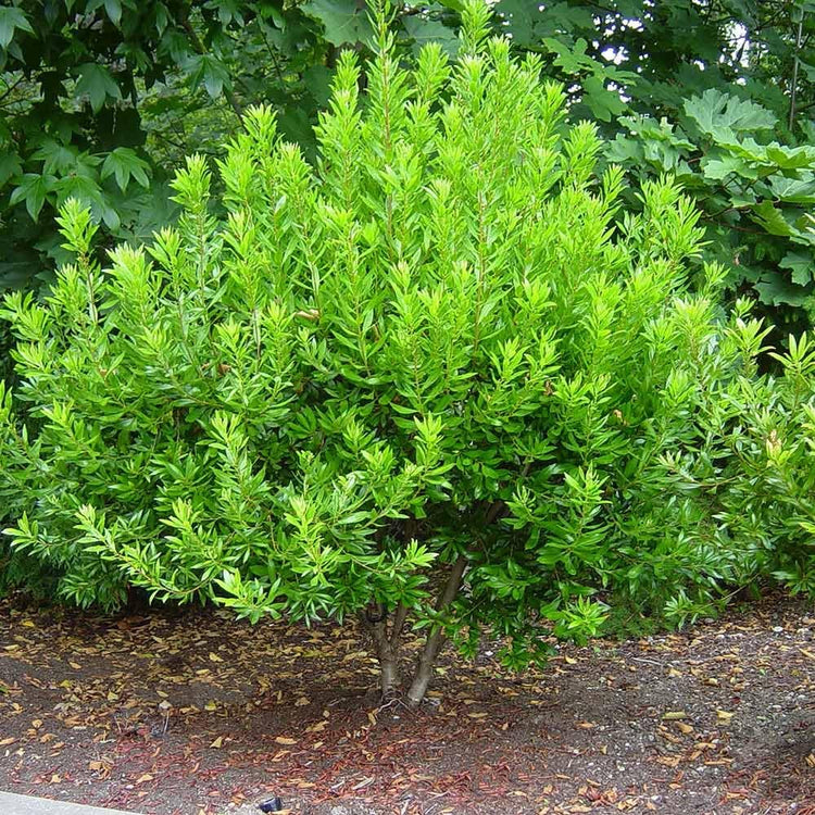 Wax Myrtle Don's Dwarf I Live Plants I Myrica Cerifera | Compact Evergreen Shrub with Aromatic Foliage, Ideal for Small Spaces, Hedges, & Landscape Accents