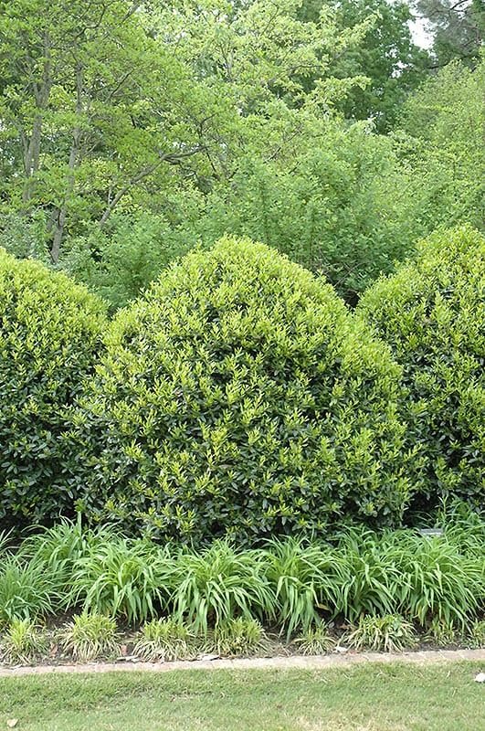 Needlepoint Chinese Holly I Large Gallon Size Plants I Live Evergreen Shrub with Unique Needle|Like Leaves for Hedging, Privacy, and Landscaping