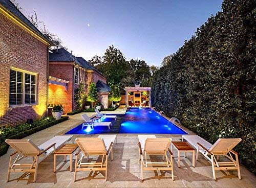 Nellie R. Stevens Holly | 40 Live Trees | Evergreen Privacy Screening Hedge Plants | Ilex