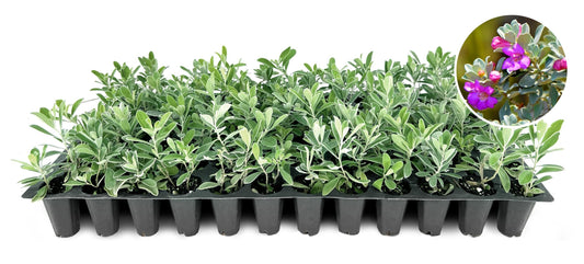 Texas Sage | Live Plants | Leucophyllum frutescens | Drought|Tolerant Shrub for Landscaping | Hardy Evergreen with Silver Foliage and Purple Blooms