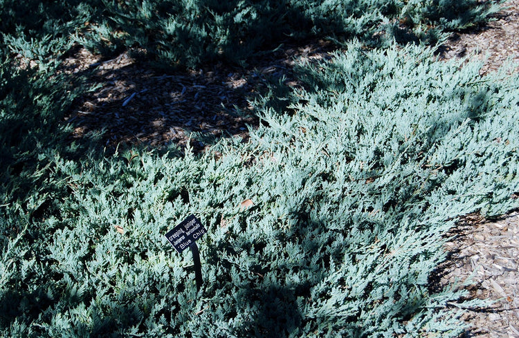 Juniper Blue Chip | Live Plants | Juniperus Horizontalis | Drought Tolerant Cold Hardy Evergreen Ground Cover