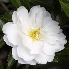 Camellia Sasanqua Mine|No|Yuki I Extra Large 3 Gallon Plant I White Flowering Snow|White Blooms, Live Plant for Gardens & Landscapes, Winter Blooming Elegance for Year|Round Greenery