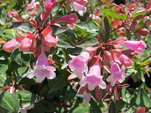 Abelia Grandiflora Edward Goucher | Large Gallon Size Plant | Flowering Butterfly Attracting Shrub