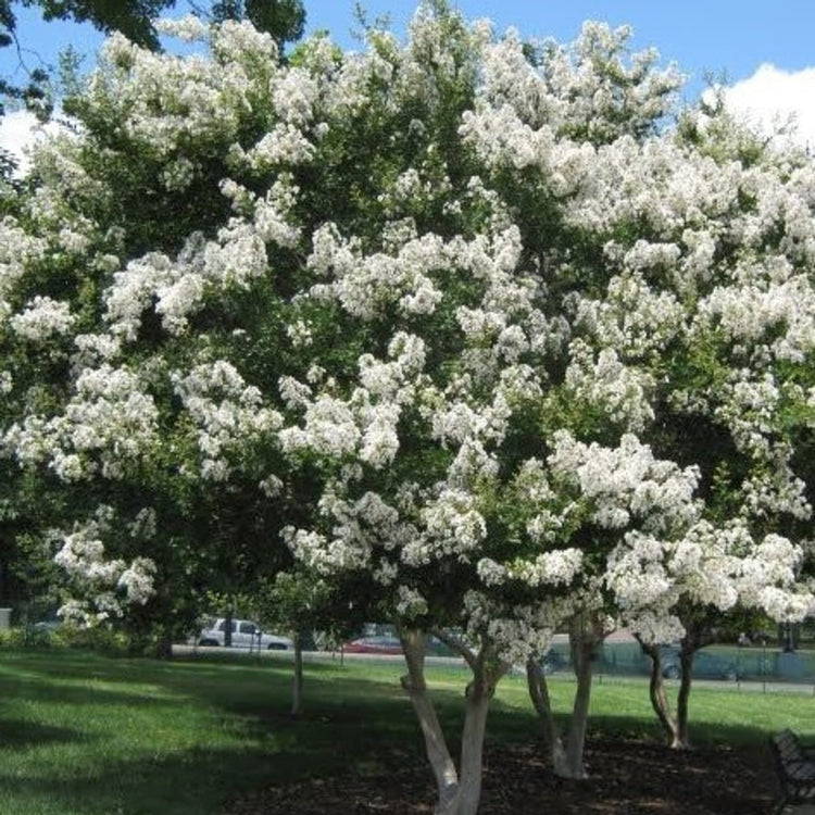 Crape Myrtle Natchez | Live Plants | Lagerstroemia Indica | Beautiful Low Maintenance White Blooming Flowering Tree