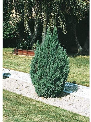 Blue Point Juniper | Large 3 Gallon Tree | Juniperus Chinensis | Evergreen Screening Plants