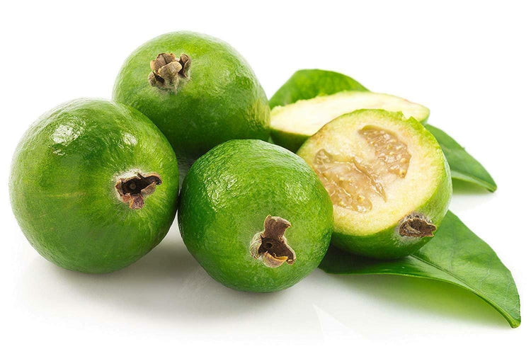 Pineapple Guava Plant | Live 4 Inch Plants | Feijoa Sellowiana | Edible Flowers and Fruit