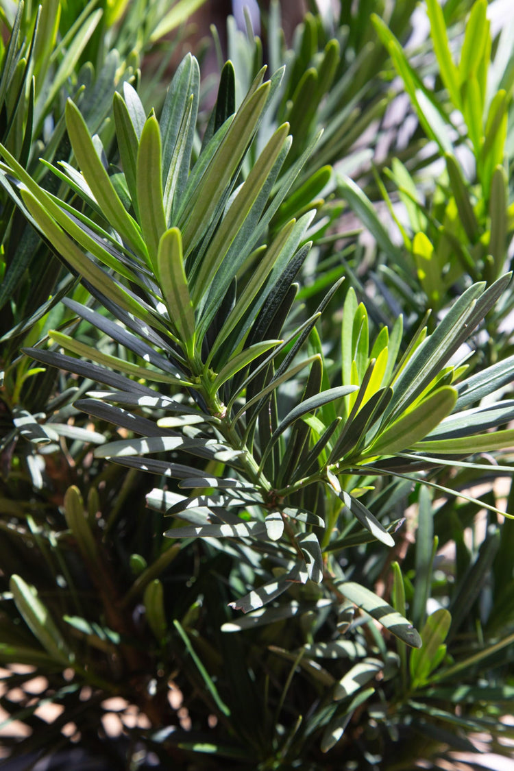 Podocarpus Pringles | Extra Large 3 Gallon Plants | Podocarpus Macrophyllus 'Pringles' | Ideal for Hedges | Low Maintenance Shrub