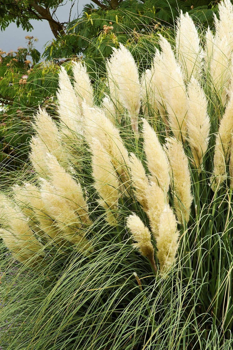 Pampas Grass | 40 Live Plants | Cortaderia Selloana | Beautiful Blooming Screening Ornamental Foliage
