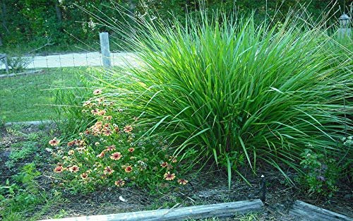 Dwarf Fakahatchee Grass I Large Gallon Size Plants I Tripsacum Floridanum I Live Premium Quality, Low|Maintenance Ornamental Grass for Landscaping, Gardens, and Containers | Fast|Growing