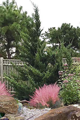 Hollywood Juniper | Juniperus Chinensis Torulosa | Live Gallon Size Tree | Drought Tolerant Cold Hardy Evergreen Plant