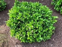 Green Carissa Holly Ilex | Extra Large 3 Gallon Plants | Ilex cornuta 'Carissa' | Hardy Evergreen Shrub | Fast|Growing Garden Accent