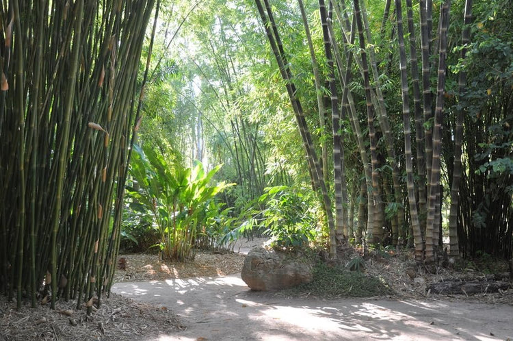 Black Bamboo | Dendrocalamus Asper Hitam | Live Gallon Size Plants | Exotic Tropical Decor | Fast Growing Privacy Screen | Unique & Hardy