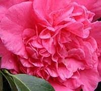 Camellia Japonica Laura Walker I Extra Large 3 Gallon Plant I Red & White Variegated Leaf Deep Red & White Striped Blooms, Live Plant for Home & Garden