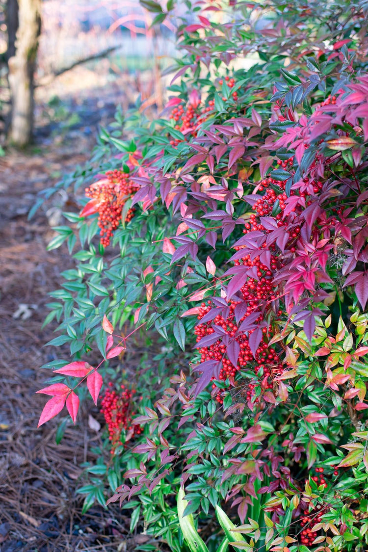 Nandina Domestica | Extra Large 3 Gallon Plants | Heavenly Bamboo | Vibrant Year|Round Color | Low Maintenance