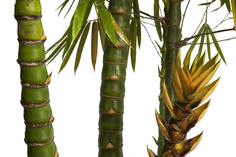 Dwarf Buddha Belly Bamboo | Live Plant | Bambusa Vulgaris Wamin | Beautiful Rare Unique Specimen | Non|Invasive Clumping Bamboo