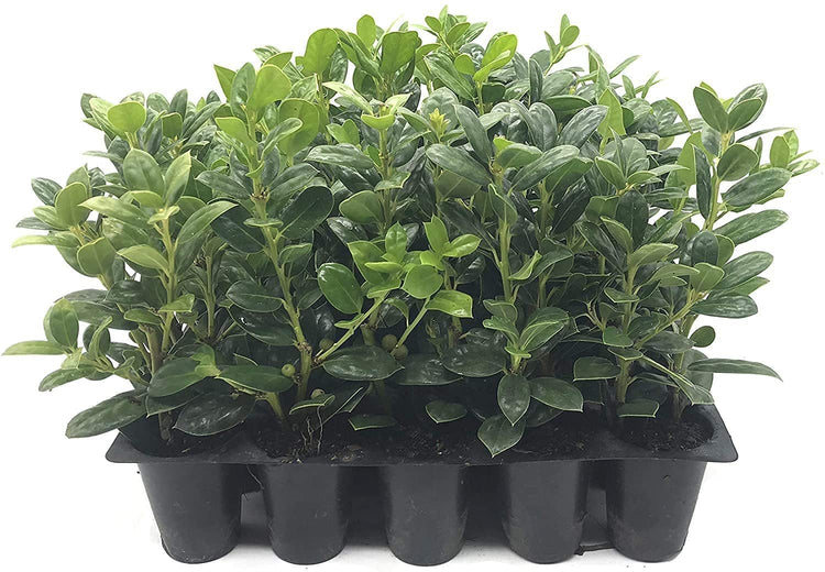 Dwarf Burford Holly | Live Plants | Ilex Burfordi Evergreen Hedge Red Berries Tree Shrub