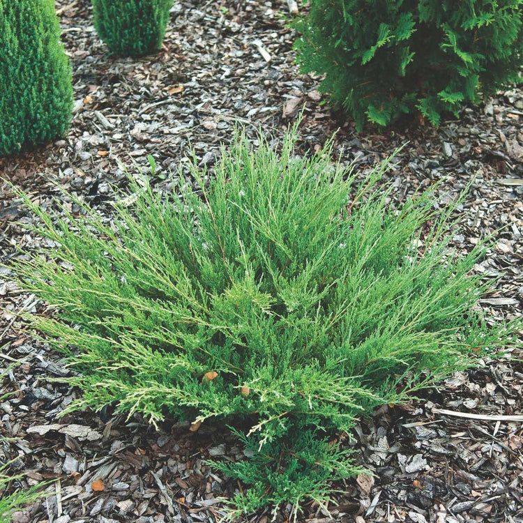 Juniper Andorra Compacta | Live Plants | Juniperus Horizontalis | Drought Tolerant Cold Hardy Evergreen Ground Cover