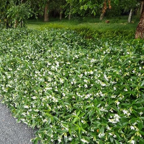 Variegated Confederate Jasmine | Extra Large 3 Gallon Plants | Trachelospermum jasminoides Variegata | Eye|Catching Climber | Perfect for Garden Walls and Trellises