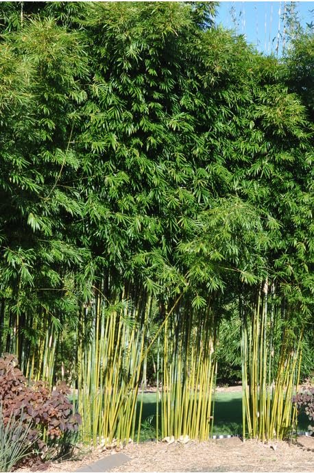 Graceful Bambusa Nutans Bongkhai Ever Bamboo | Large Gallon Size Plant | Fast|Growing Privacy Screen | Hardy & Lush Outdoor Greenery