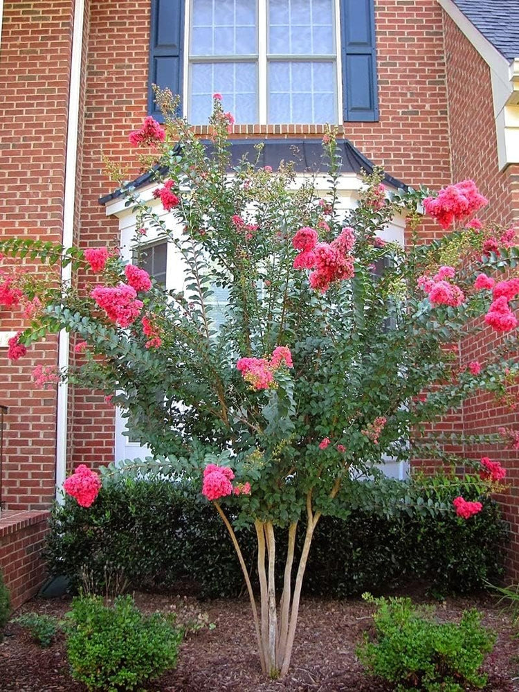 Crape Myrtle Tuscarora | Live Plants | Lagerstroemia Indica | Vibrant Red Flowers | Fast|Growing Ornamental Shrub | Drought|Tolerant | Garden Beauty