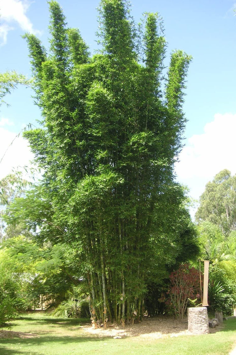 Giant Timber Bamboo | Live Plant | Bambusa Oldhamii | Beautiful Non|Invasive Clumping Bamboo Privacy Screen